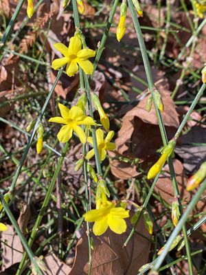 12-19 Winter jasmine i4750