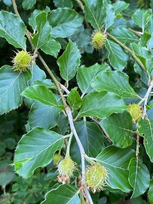 06-09 Blarney Castle gardens i0470