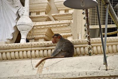 Simian sentinel - India-2-1271