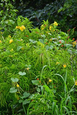 Just weeds - India-2-1301