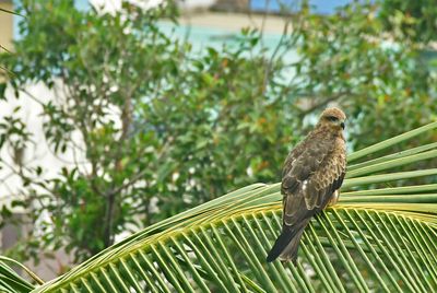 Black kite - local name is Ghaar - India-2-1325hcr