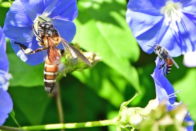 Apis dorsata and an unidentified bee on morning glory - India-2-1340ehcr