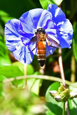 Apis dorsata on morning glory - India-2-1341ehcr