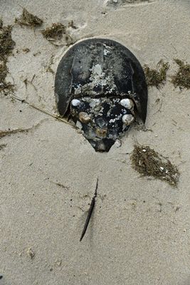 05-19 Horseshoe crab 3928