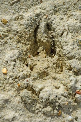 05-19 Hoof print 3943