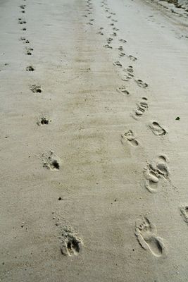05-19 Beach traffic 3948