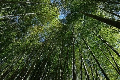 03-05 Moso bamboo in the Giant Bamboo Forest 6896