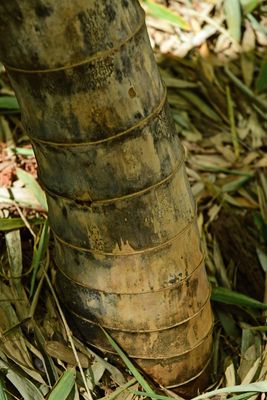 03-05 Moso bamboo in the Giant Bamboo Forest 6925