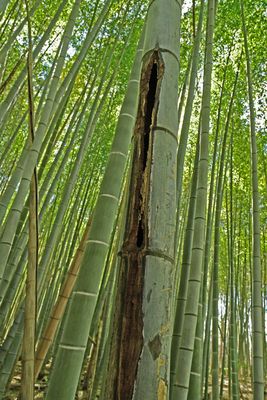 03-05 Rot in Moso bamboo in the Giant Bamboo Forest 6932
