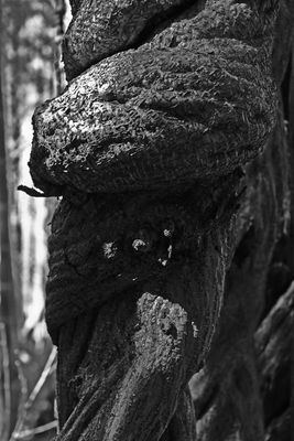03-05 Trumpetvine 6937bw