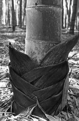 03-05 Moso bamboo in the Giant Bamboo Forest 6903bw