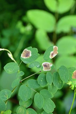 06-27 Leaf miners 5334