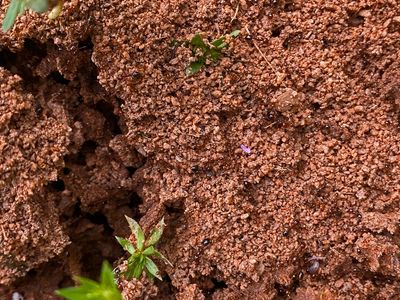 04-29 Red imported fire ants i1645