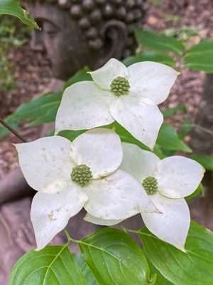 05-05 Kousa dogwood i6834