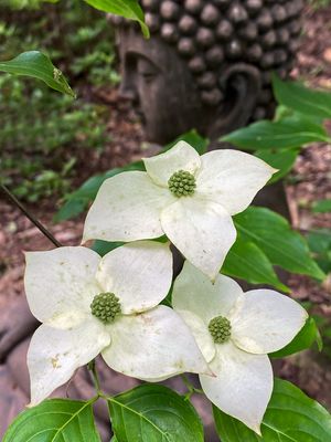 05-05 Kousa dogwood i6833