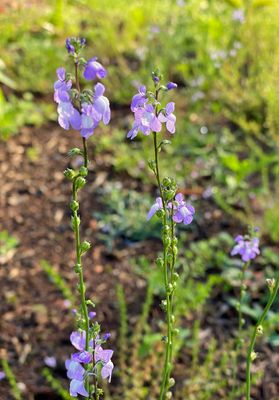05-09 Blue toad flax i6896