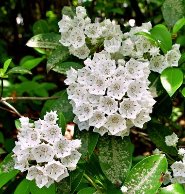 05-14 Mountain laurel i2583