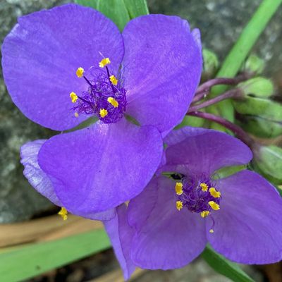 05-20 Spiderwort 7093