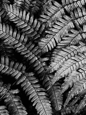 g13/31/528631/3/173705844.631155a9.JPEG