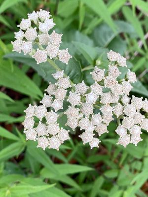 06-05 Boneset - Eupatorium species i7301