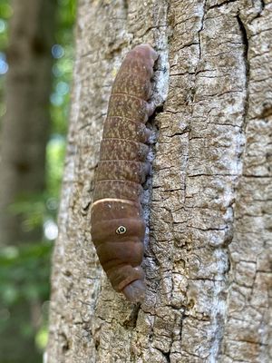 06-02 Eastern tiger swallowtail caterpillar i7257