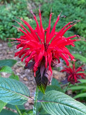 06-07 Bee balm i7324