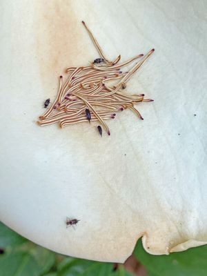 06-03 Tumbling flower beetles on magnolia i7275