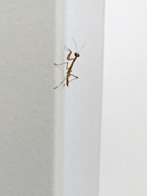 06-03 Probably first instar Stagmomantis carolina nymph i7287