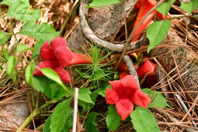 06-14 Trumpet vine 3294