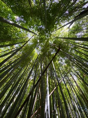 06-14 Moso bamboo in the Giant Bamboo Forest i7819