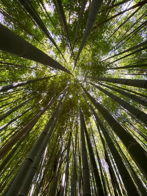 06-14 Moso bamboo in the Giant Bamboo Forest i7832