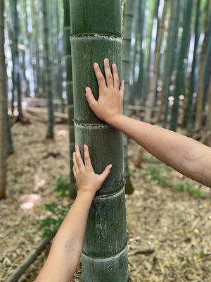 06-14 Moso bamboo in the Giant Bamboo Forest iE7879