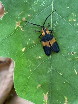 06-13 Banded net-winged beetle i7611