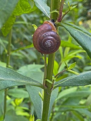 06-26 At a snails pace i8336