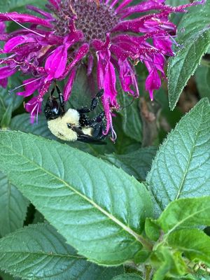 06-28 Bubmblebee i8357