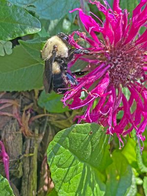 06-28 Bumble bee i8373