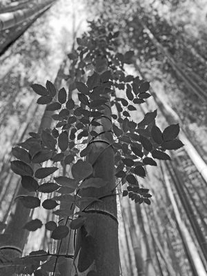 g13/31/528631/3/173804029.c73f6c15.JPEG