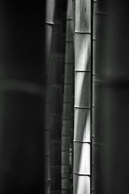 06-18 Moso bamboo 3304bw