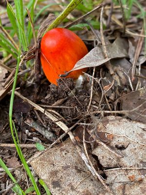 06-30 Emergence i8426