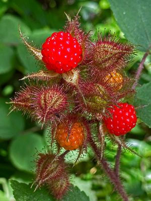 07-03 Dewberries i8579