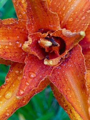 06-30 Daylily after rain i8397