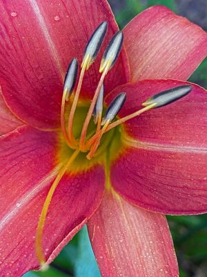06-30 Daylily i8398