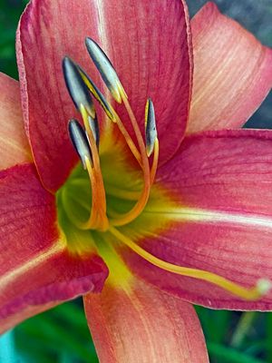06-30 Daylily i8399