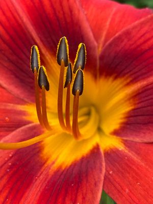 06-30 Daylily i8435