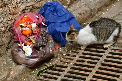No shortage of cats in Fez - Moroc-3271