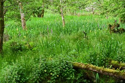 06-10 Swampy ground 4697