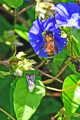 Apis dorsata on morning glory - 1343