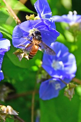 Apis dorsata on morning glory - 2-1345hcr