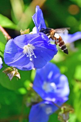 Apis dorsata on morning glory - 1347cr