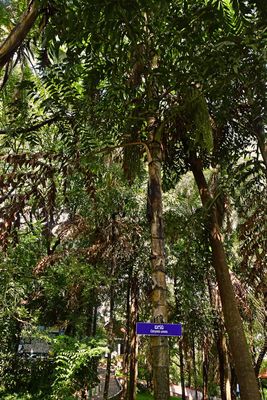Caryota urens - India-2-1352